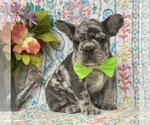 Small Photo #7 French Bulldog Puppy For Sale in RISING SUN, MD, USA