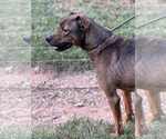 Small #1 Mutt