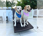 Small Photo #1 Labrador Retriever Puppy For Sale in MIAMI, FL, USA
