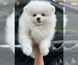 Pomeranian Puppy for sale in MIAMI, FL, USA