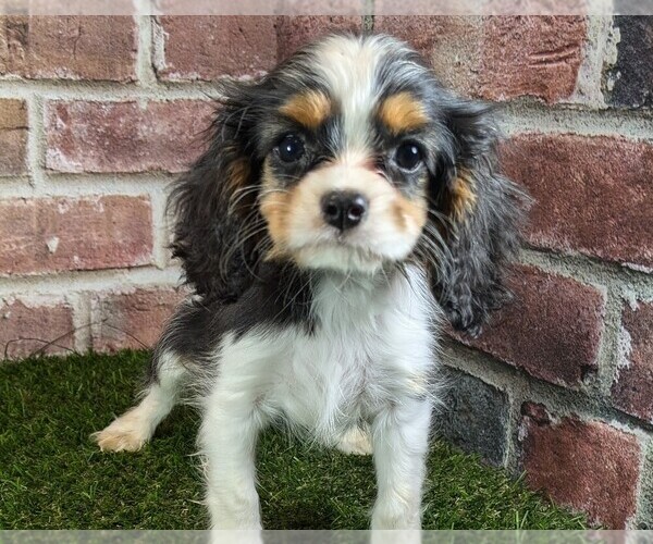 Medium Photo #2 Cavalier King Charles Spaniel Puppy For Sale in MOBERLY, MO, USA