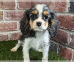 Small #1 Cavalier King Charles Spaniel