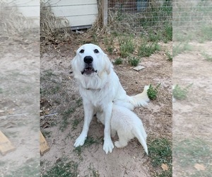 Mother of the Great Pyrenees puppies born on 02/25/2022