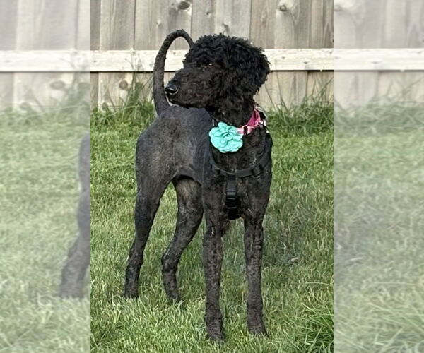Medium Photo #1 Mutt Puppy For Sale in Mundelein, IL, USA
