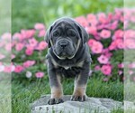 Image preview for Ad Listing. Nickname: Nellie