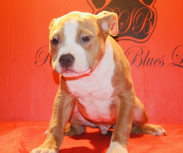Medium Photo #11 American Bully Puppy For Sale in TRENTON, NJ, USA