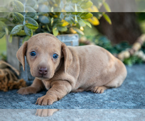 Medium Dachshund