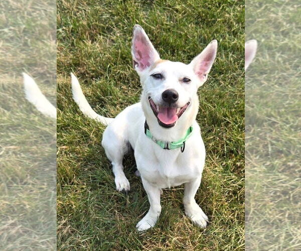 Medium Photo #1 Cojack Puppy For Sale in New London, WI, USA