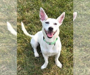 Cojack Dogs for adoption in New London, WI, USA