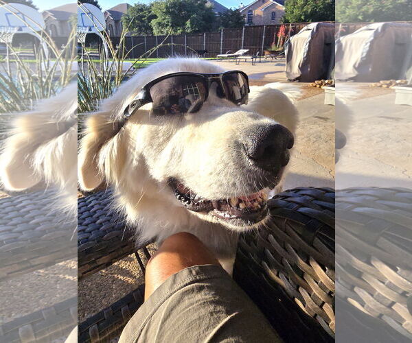 Medium Photo #4 Great Pyrenees Puppy For Sale in Spring, TX, USA