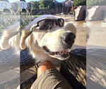 Small #3 Great Pyrenees