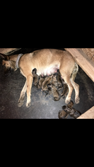 Belgian Malinois Puppy for sale in PAYSON, AZ, USA