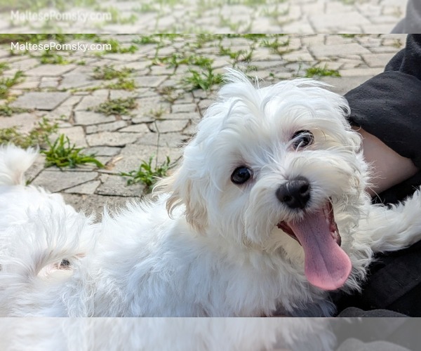 Medium Photo #13 Maltese Puppy For Sale in OCALA, FL, USA