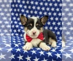 Small #5 Pembroke Welsh Corgi