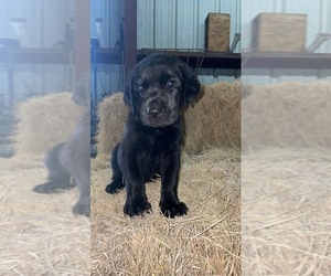 Labrador Retriever Puppy for sale in ZOLFO SPRINGS, FL, USA