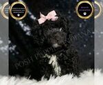 Small Poodle (Miniature)