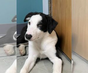 Border Collie Dogs for adoption in Highland, IL, USA