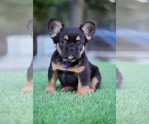 French Bulldog Puppy for sale in POMPANO BEACH, FL, USA