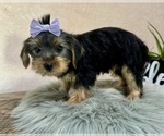 Small #2 Yorkshire Terrier