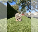 Small #6 English Bulldog