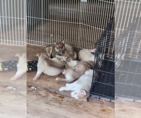 Medium Photo #3 Australian Shepherd-Siberian Husky Mix Puppy For Sale in ATTICA, NY, USA