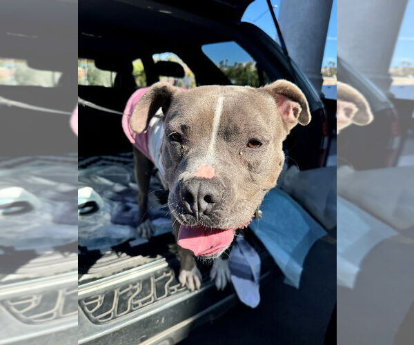 Medium Photo #14 American Staffordshire Terrier-Unknown Mix Puppy For Sale in Lake Forest, CA, USA