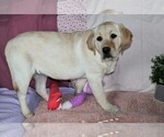 Small Photo #5 Labrador Retriever Puppy For Sale in SYRACUSE, IN, USA