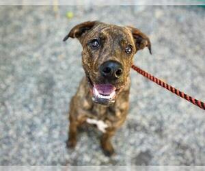 Plott Hound-Unknown Mix Dogs for adoption in Petaluma, CA, USA