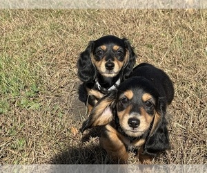 Dachshund Puppy for sale in ASHLAND, NE, USA