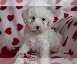 Cavapoo Puppy for sale in SHILOH, OH, USA