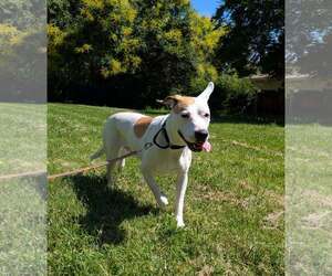 American Bulldog-Unknown Mix Dogs for adoption in Davis, CA, USA