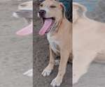 Small #11 American Pit Bull Terrier Mix