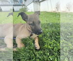 Small #2 Shepradors