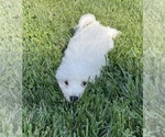 Small Photo #5 Bichpoo Puppy For Sale in CANOGA, NY, USA