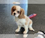 Small Photo #118 Cavalier King Charles Spaniel Puppy For Sale in WARSAW, IN, USA