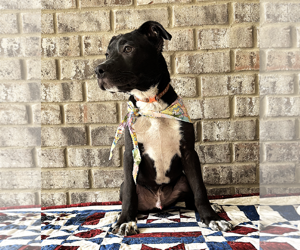 Medium Photo #6 Bulldog-Catahoula Leopard Dog Mix Puppy For Sale in Munford, TN, USA