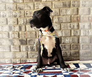 Curly - Male Bulldog-Catahoula Leopard Dog Mix Dog for Adoption - Photo #6