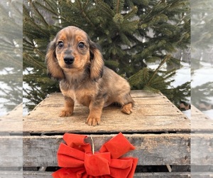 Dachshund Puppy for sale in MIDDLEBURY, IN, USA