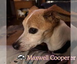 Small Photo #9 Chiweenie Puppy For Sale in San Antonio, TX, USA
