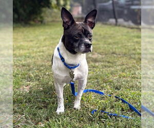 American Boston Bull Terrier Dogs for adoption in Boston, MA, USA
