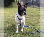 Small American Boston Bull Terrier
