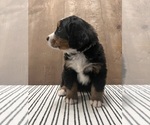 Small Photo #1 Bernese Mountain Dog Puppy For Sale in ATWATER, CA, USA