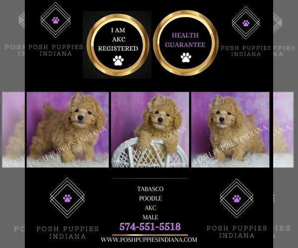 Medium Photo #2 Poodle (Miniature) Puppy For Sale in WARSAW, IN, USA