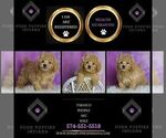 Small #1 Poodle (Miniature)