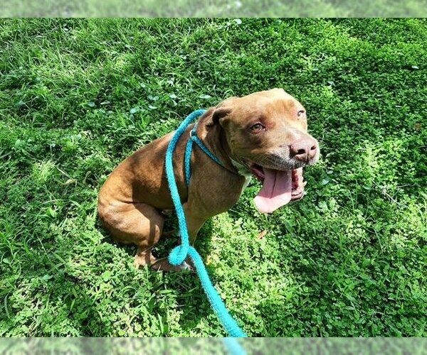 Medium Photo #1 American Pit Bull Terrier-Labrador Retriever Mix Puppy For Sale in Green Cove Springs, FL, USA