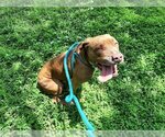 Small American Pit Bull Terrier-Labrador Retriever Mix