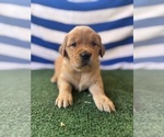 Small #9 Golden Retriever