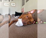 Small #12 American Pit Bull Terrier-Staffordshire Bull Terrier Mix