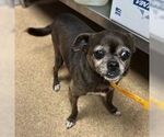 Small #6 Chihuahua