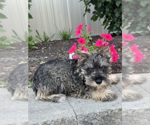 Schnauzer (Miniature) Puppy for sale in CANOGA, NY, USA